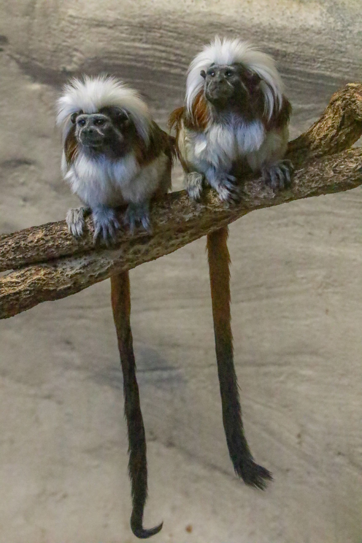 The Washington Park Zoo turns 90 this year.